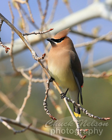 #142 - CEDAR WAXWING #4 (1:1.25)