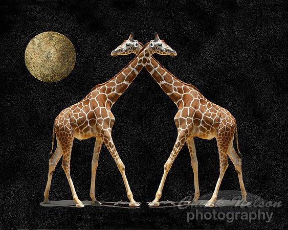 #411 - COSMIC GIRAFFES (1:1.25)