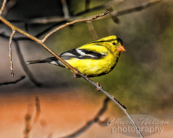 #194 - GOLDFINCH #1-T (1:1.25)