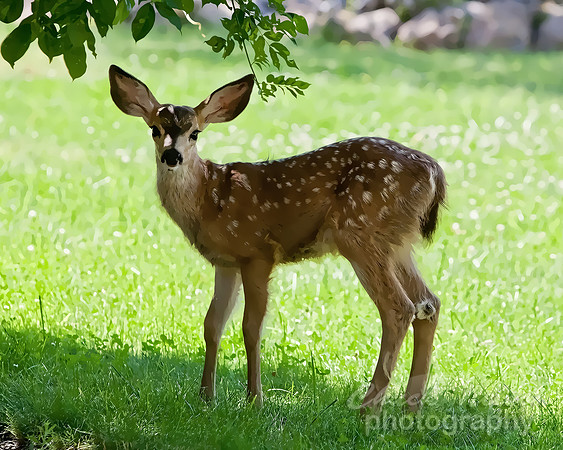 #441 - FAWN TD-C  (1:1.25)