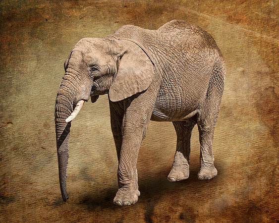 #594 - ELEPHANT TDA (1:1.25)