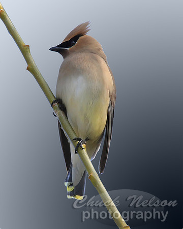 #139 - CEDAR WAXWING #1 (1:1.25)