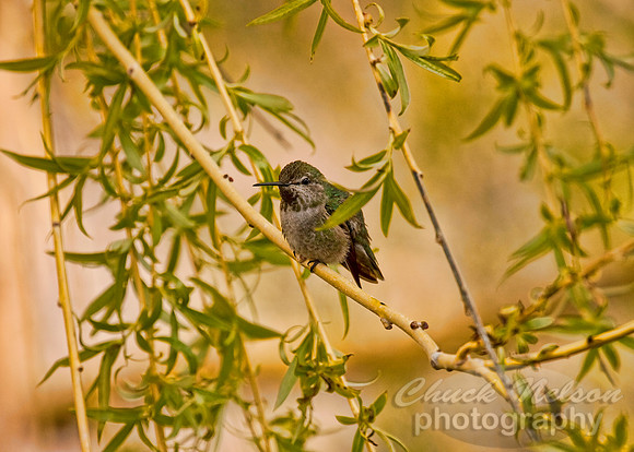 #329B - HUMMINGBIRD IN A WILLOW TS gallery wrap (16x24).jpg