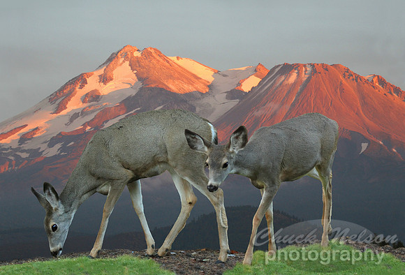#72 - TWO DEER AND MT SHASTA # 2 (1:1.5)