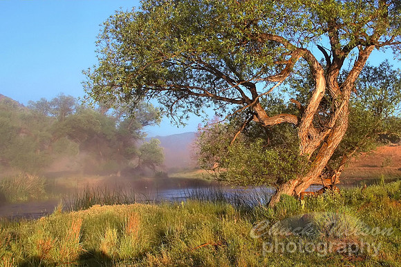 #49 - MORNING MIST ON THE SHASTA (1:1.5)