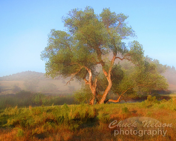 #427B - TREE IN THE MIST TS (1:1.25)