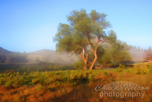 427A - TREE IN THE MIST TS (1:1.5)