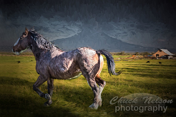 #559B - HORSE IN PASTURE - PAINTERLY TDI (1:1.5)