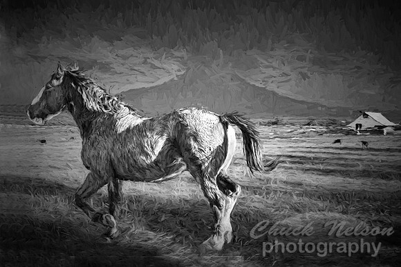 #559C - HORSE IN PASTURE - CHARCOAL PAINTERLY TDI (1:1.5)