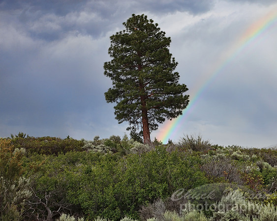 #262 - RAINBOW #3 TA (1:1.5)