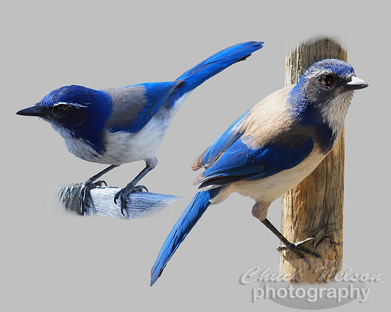 #5 - TWO JAYS (on gray 1:1.25)