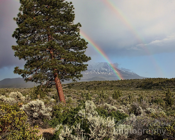 #263 - RAINBOW #4 TA  (1:1.25)