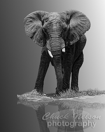 #223 - ELEPHANT #1 - TA BLK-WHI (1:1.25)