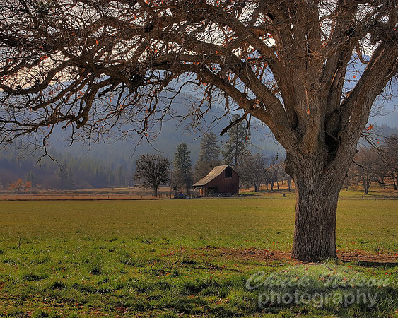 #182B - SCOTT VALLEY OAK #8 - HDR (1:1.25)