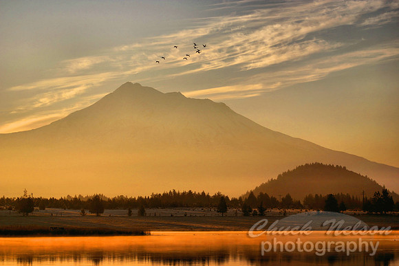 #42 - GEESE AT SUNRISE (1:1.5)