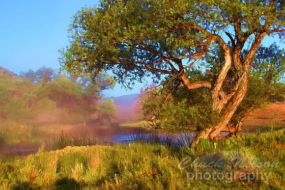 #49E - MORNING MIST ON THE SHASTA - TS (1:1.5)