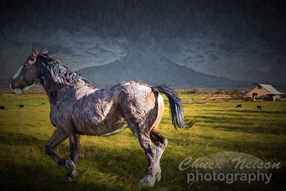 #559B - HORSE IN PASTURE - PAINTERLY TDI TDI (1:1.5)