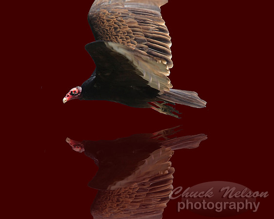 #8 - BIRD OF THE APOCALYPSE (reflected on maroon 1:1.25)