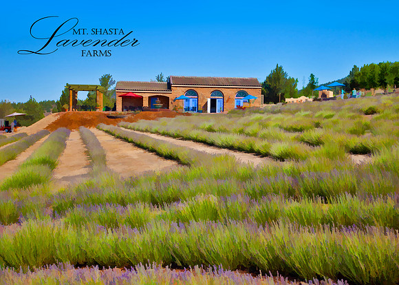 MOUNT SHASTA LAVENDER FARMS