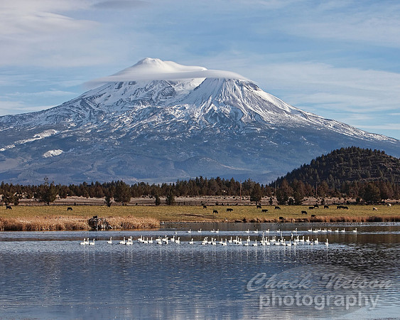#321 - MOUNT SHASTA WITH SWANS ON THE LAKE #7 TA TD (1:1.25).jpg