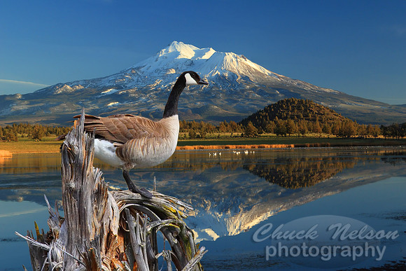 #104 - CANADA GOOSE ON THE LAKE (1:1.5)