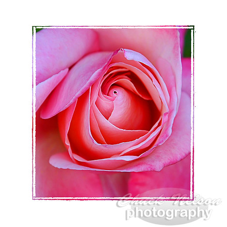 #38 - PINK HEART OF ROSE (with photo edge 1:1)