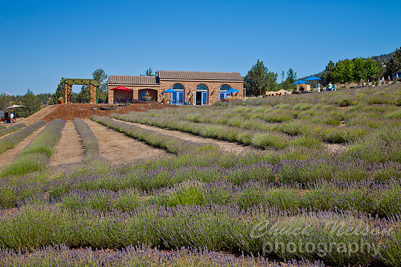 #541A - MT SHASTA LAVENDER FARM (1:1.5)