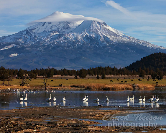 #320E - MOUNT SHASTA WITH SWANS ON THE LAKE #6 TS (1:1.25).jpg