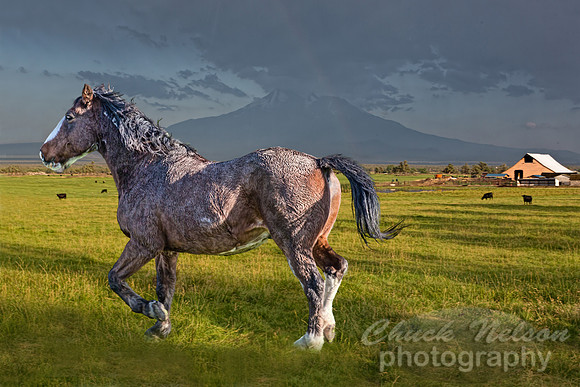 #559A - HORSE IN PASTURE TD (1:1.5)