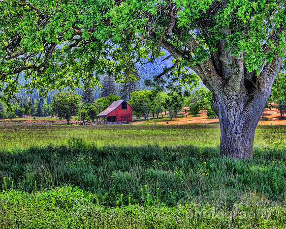 #136C - SCOTT VALLEY OAK -HDR+T (1:1.25)