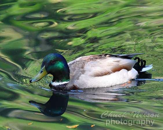 #166 - MALLARD #1 (1:1.25)