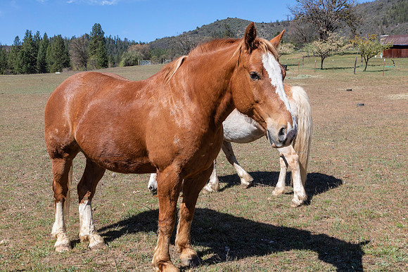 HORSE E75A2327
