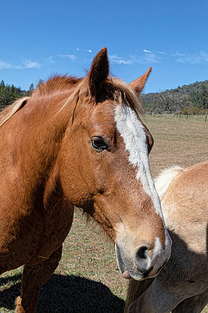 HORSE E75A2325