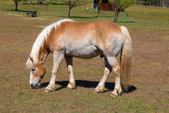 HORSE E75A2331
