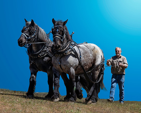 HORSES -BG E75A2386
