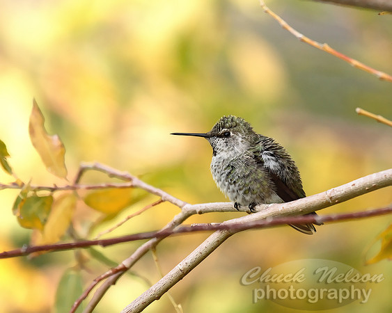 #623 - HUMMINGBIRD TDC (1:1.25)