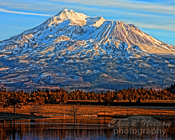 #203B - MT SHASTA IN LATE AFTERNOON SUN-T (1:1.25)