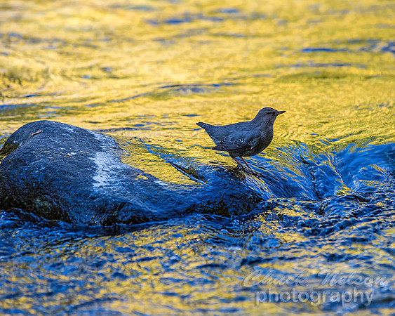 #631 - AMERICAN DIPPER (WATER OUZEL)  (1:1/25)