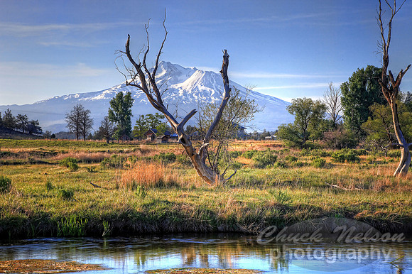 #237A - MT SHASTA FROM BIG SPRINGS HDR TA (1:1.5)