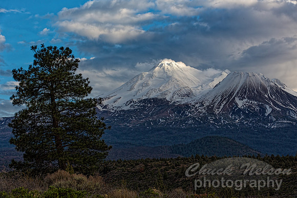 #647A - MT SHASTA WITH LEANING TREE TD (1:1.5)