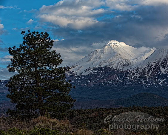 #647B - MT SHASTA WITH LEANING TREE TD (1:1.25)