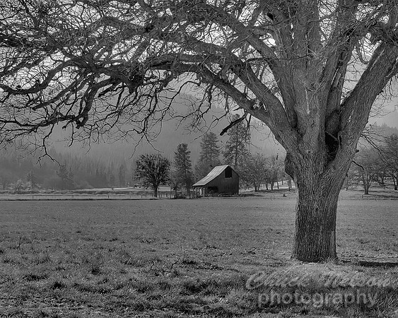 #182C - SCOTT VALLEY OAK #9 - HDR BLK-WHI (1:1.25)