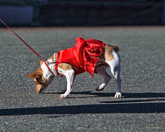 img_2266_11-28-09 TA 8X10