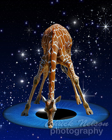 #654 - GIRAFFE VARIATION 2 (1:1.25)