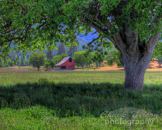 #136B - SCOTT VALLEY OAK #4 HDR (1:1.25)