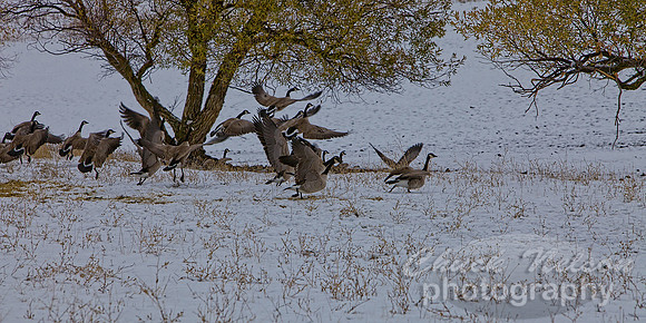 #412 - GEESE TAKING FLIGHT TD (1:2)