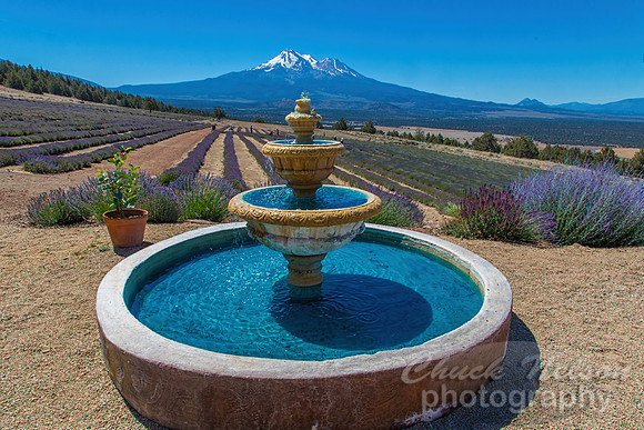 #545 - MT SHASTA LAVENDER FARM TD (1:1.5)