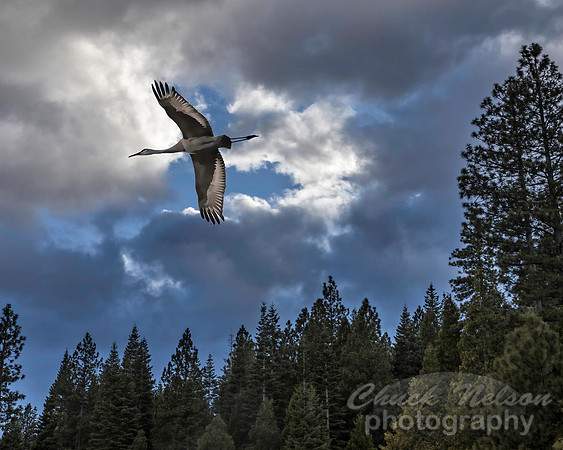 #655 - BREAK IN CLOUDS WITH SANDHILL CRANE (1:1/25)