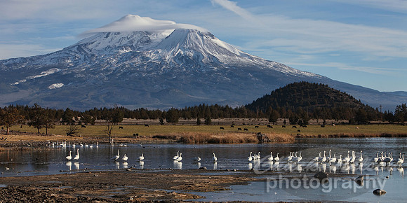 #320C - MOUNT SHASTA WITH SWANS ON THE LAKE #4 TA (1:2).jpg