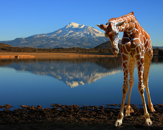 Mt. Shasta and Giraffe